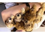 2 Aylık Toy Poodle Yavruları (Anne Altından)