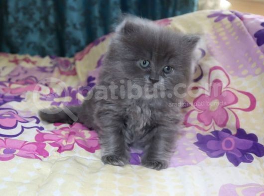 Efsane Bri̇ti̇sh Longhai̇r görsel