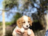 Cavalier King Charles
