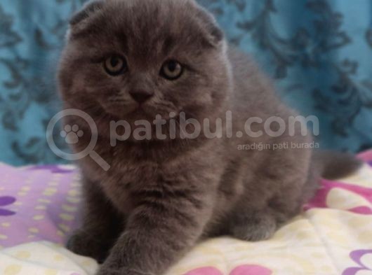 Efsane Scotti̇sh Fold görsel
