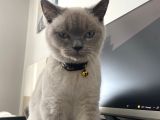 Eşyalı 7 aylık british shorthair