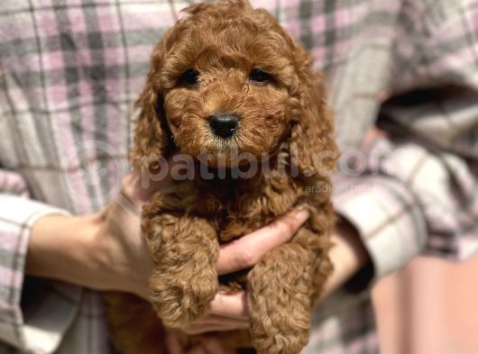 Bebek Surat Toy Poodle Yavrular görsel