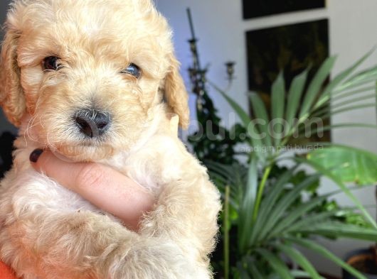 2 Aylık Toy Poodle Yavruları (Anne Altından) görsel