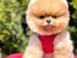 Safkan Teddy Bear Pomeranian Yavrularımız