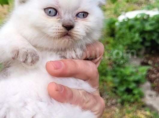 Blue Point Scotish Straight  Scottish Fold Yavrular