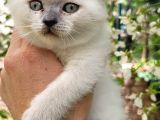 Blue Point Scotish Straight  Scottish Fold Yavrular