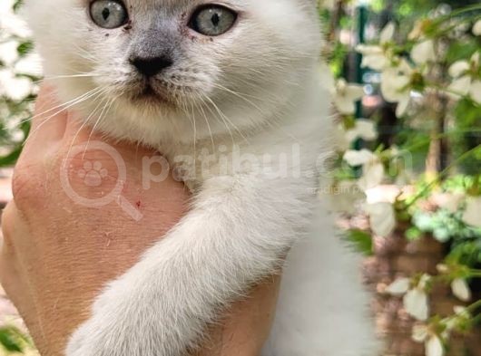 Blue Point Scotish Straight  Scottish Fold Yavrular görsel