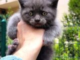 Blue Point Scotish Straight  Scottish Fold Yavrular