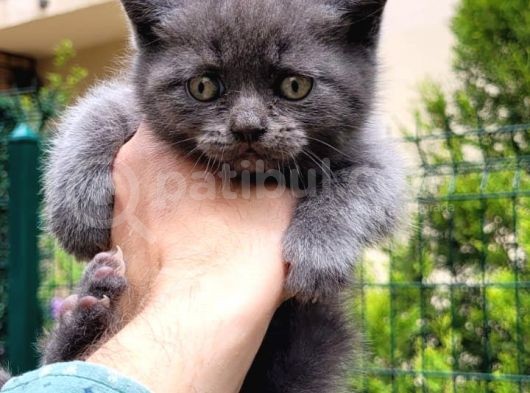 Blue Point Scotish Straight  Scottish Fold Yavrular görsel