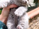 Blue Point Scotish Straight  Scottish Fold Yavrular
