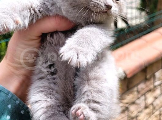 Blue Point Scotish Straight  Scottish Fold Yavrular görsel