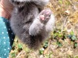 Blue Point Scotish Straight  Scottish Fold Yavrular