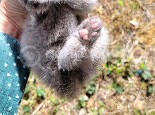 Blue Point Scotish Straight  Scottish Fold Yavrular görsel