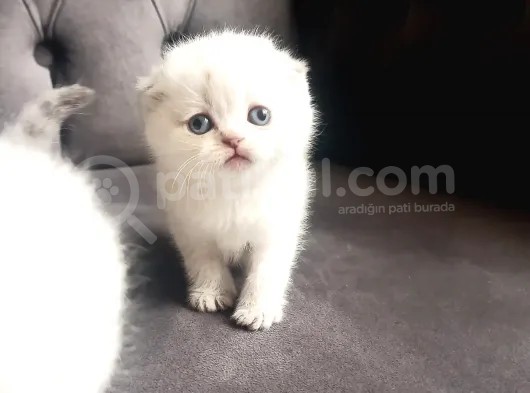 Şecereli Anne Babanın Yavruları görsel