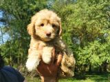 Küçük Maltipoo Oğlum