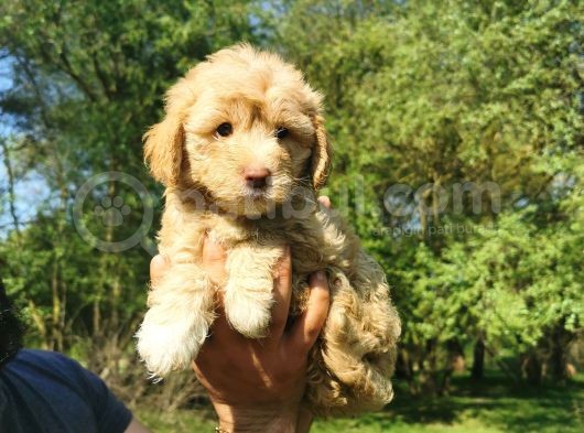 Küçük Maltipoo Oğlum görsel