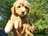 Küçük Maltipoo Oğlum