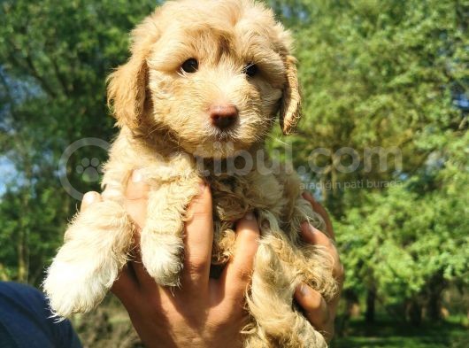 Küçük Maltipoo Oğlum görsel