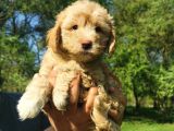 Küçük Maltipoo Oğlum