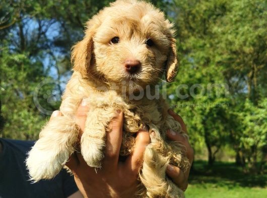 Küçük Maltipoo Oğlum