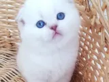 Scottish Fold Ve Straight Yavrular