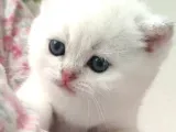 Scottish Fold Ve Straight Yavrular