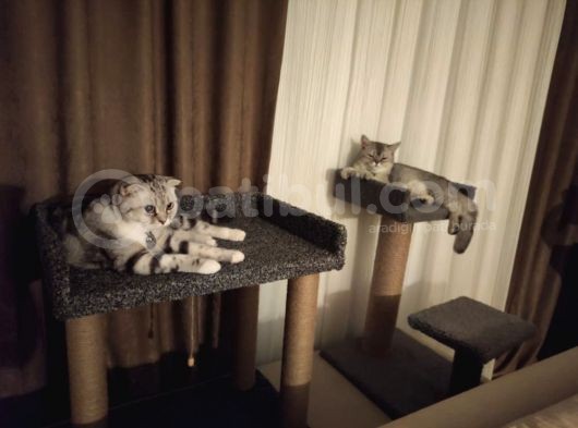 Muhteşem Tatlılıkta Safkan Scottish Fold Ve British Yavrular görsel