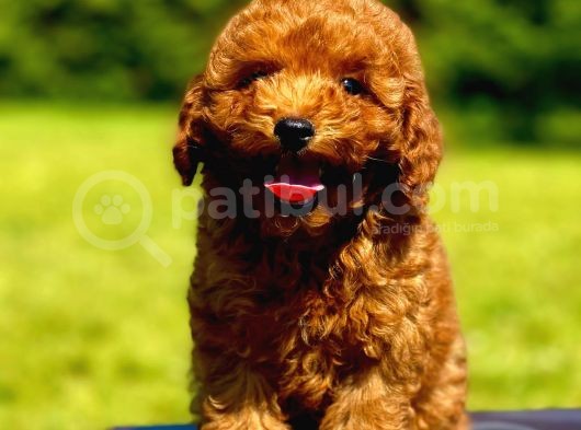Çok Güzel Poodle Yavrular görsel
