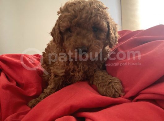Red Toy Poodle Safkan Bebekleri̇