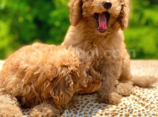 Toy Poodle Yavrular görsel