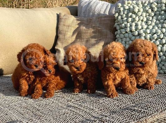 Birbirinden Güzel Toy Poodle Yavrular