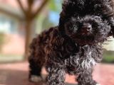 En Uygun Toy Poodle Bebekler Burada