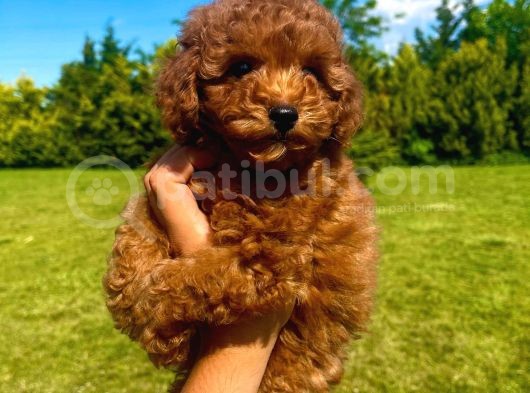 Çok Güzel Poodle Yavrular görsel