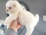 Erkek Ve Dişi Maltipoo Yavrularımız