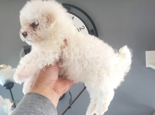 Erkek Ve Dişi Maltipoo Yavrularımız görsel