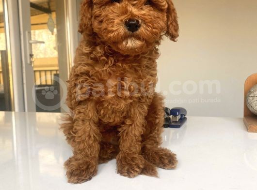 Red Brown Toy Poodle Erkek görsel