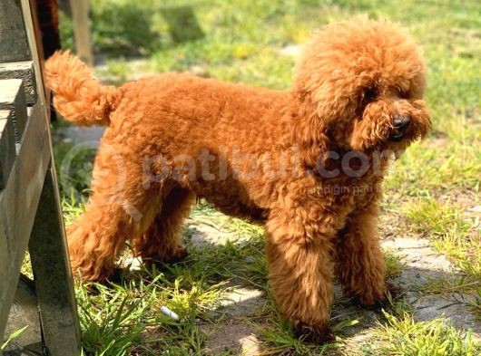 Hari̇ka Toy Poodle Yavrular görsel
