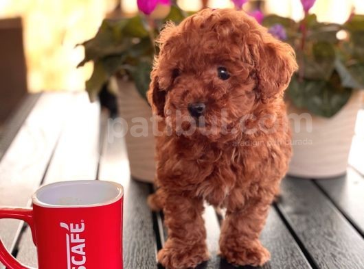Toy Poodle Çi̇ftli̇ği̇ Yavrular görsel