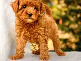 Bebek Yüzlü Toy Poodle Yavrular