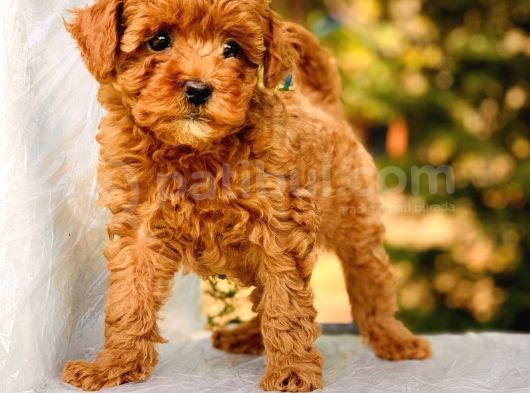 Bebek Yüzlü Toy Poodle Yavrular görsel