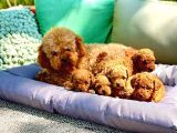 Çok Güzel Poodle Yavrular