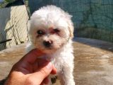 Erkek Ve Dişi Maltipoo Yavrularımız