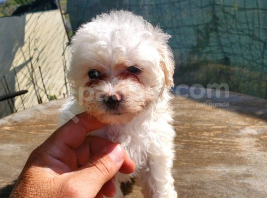 Erkek Ve Dişi Maltipoo Yavrularımız görsel