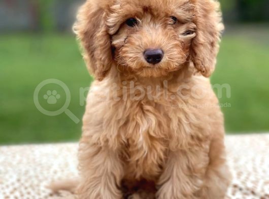 Red Brown Toy Poodle Erkek görsel