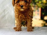 Bebek Yüzlü Toy Poodle Yavrular