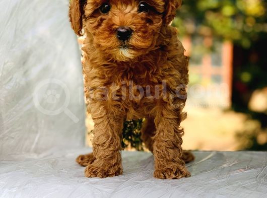 Bebek Yüzlü Toy Poodle Yavrular