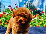 Her Renk Toy Poodle Yavrular