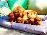 Çok Güzel Poodle Yavrular