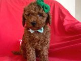Red Toy Poodle