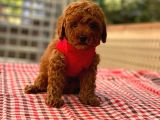 Anne Altindan Toy Poodle Yavrulari